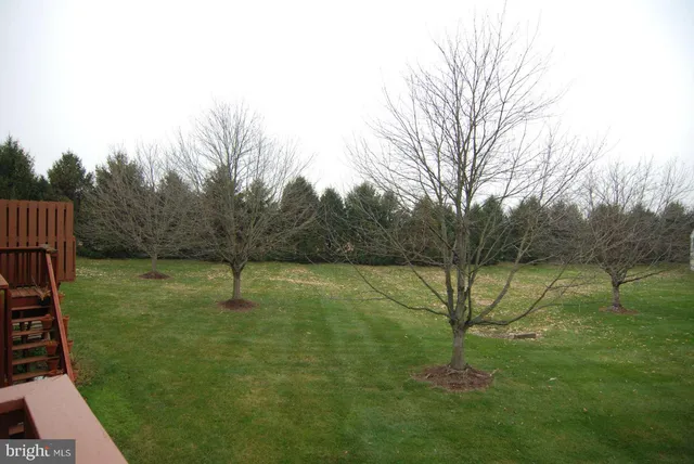 a view of a field with a tree