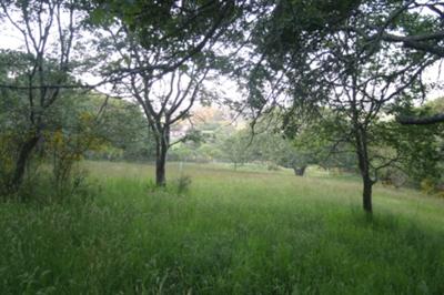 105 Ridgeview Lane Sebastopol, CA 95472 - Photo 2 of 10 a view of a lush green forest with lots of trees