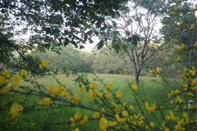 105 Ridgeview Lane Sebastopol, CA 95472 - Photo 5 of 10 a view of a lush green space