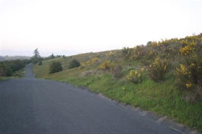 105 Ridgeview Lane Sebastopol, CA 95472 - Photo 7 of 10 a view of a road with a forest