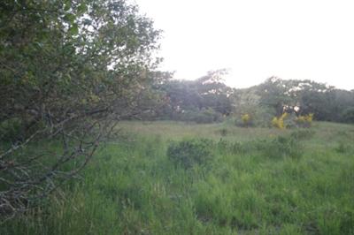105 Ridgeview Lane Sebastopol, CA 95472 - Photo 8 of 10 a view of a lush green space with sea