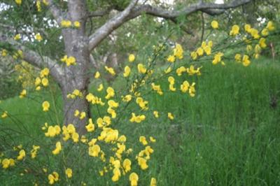 105 Ridgeview Lane Sebastopol, CA 95472 - Photo 10 of 10 a view of flowers