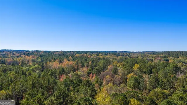 a view of a forest with a tree