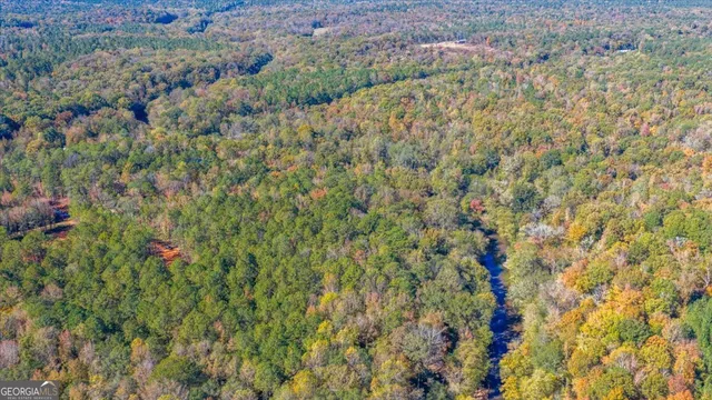 a view of a lush green forest