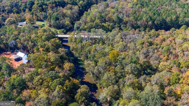 a view of a forest with a tree