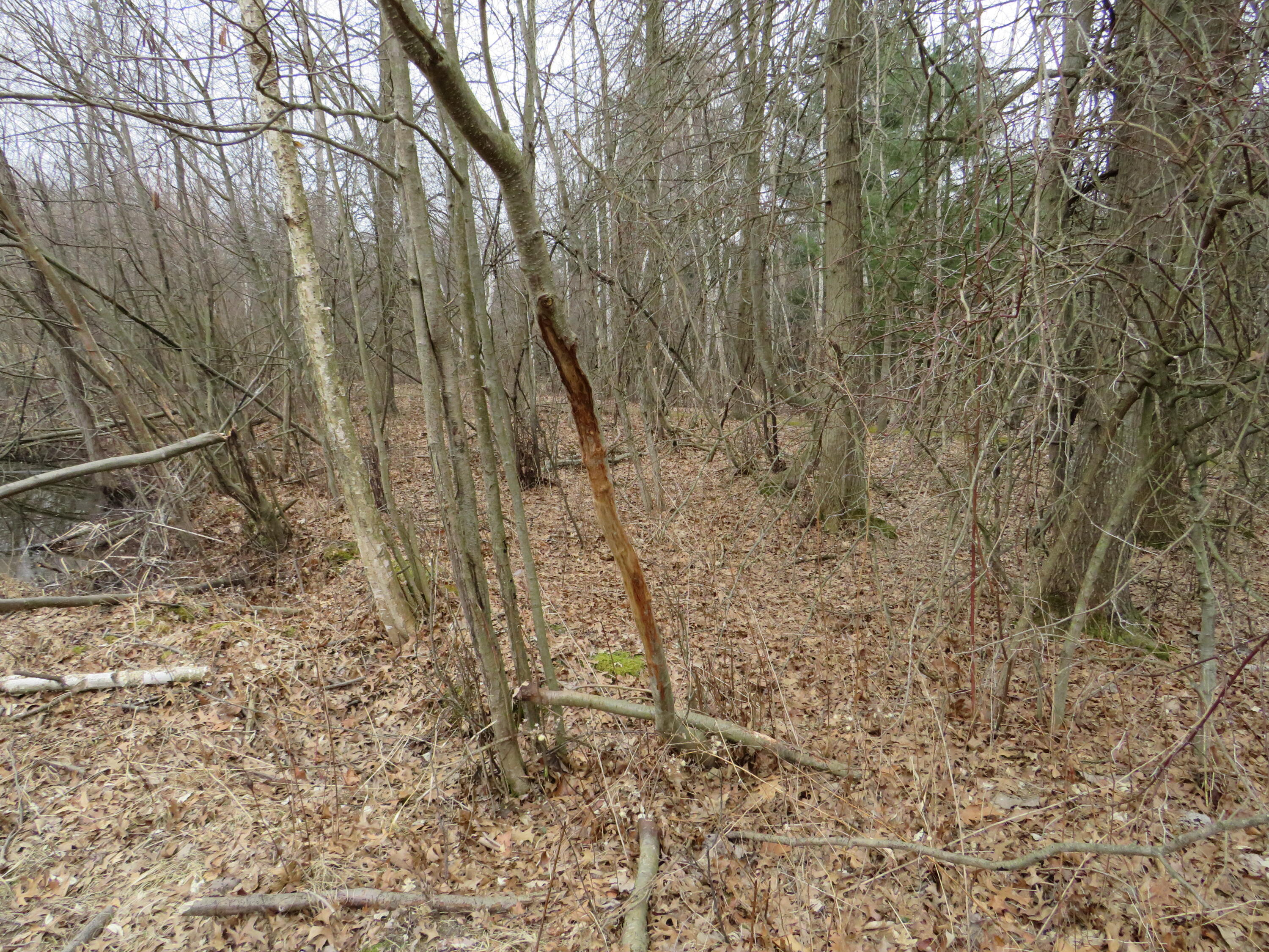 9593 Oakley Road St. Charles, MI 48655 - Photo 54 of 84 IMG_3532