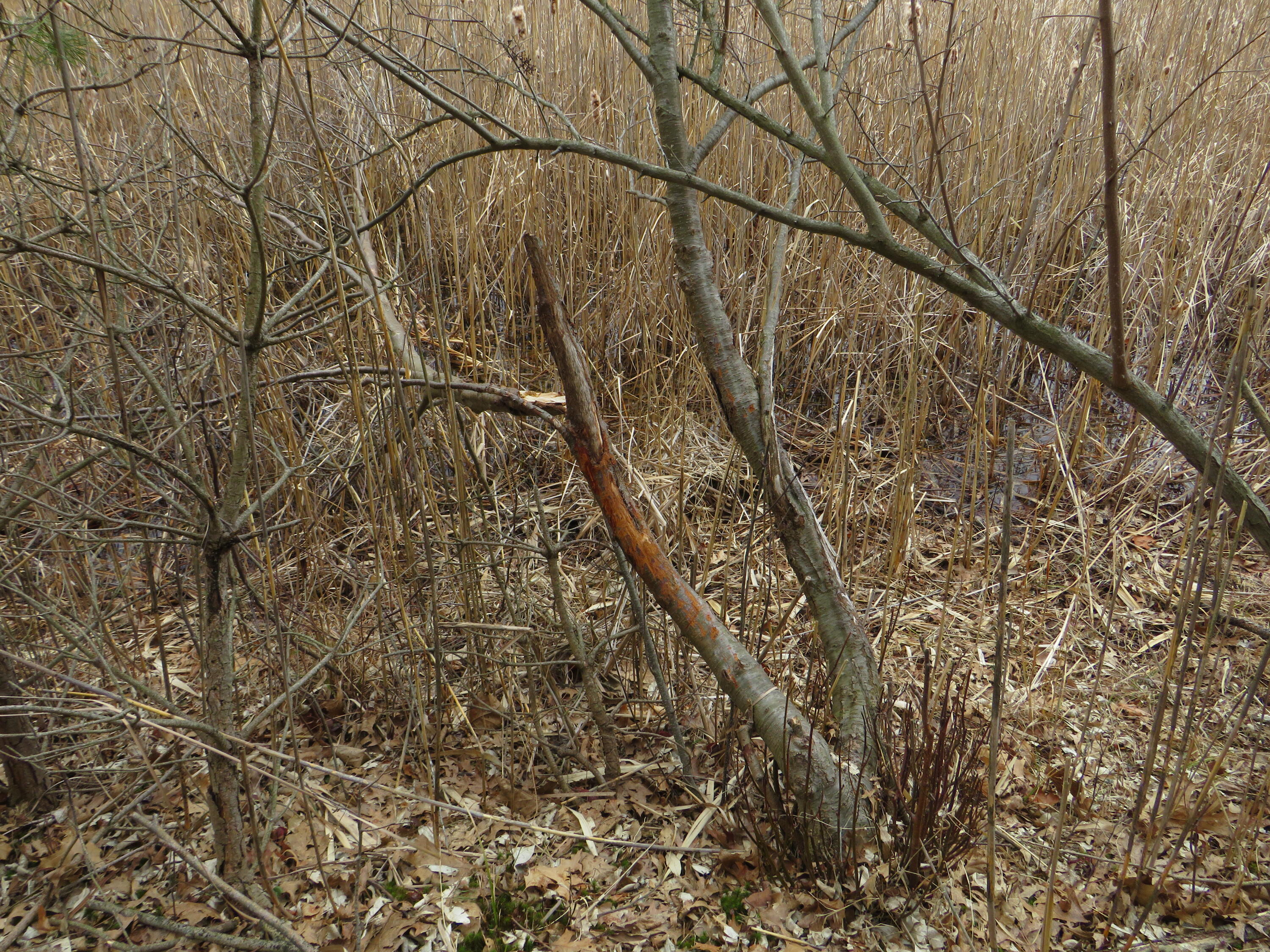 9593 Oakley Road St. Charles, MI 48655 - Photo 57 of 84 IMG_3540