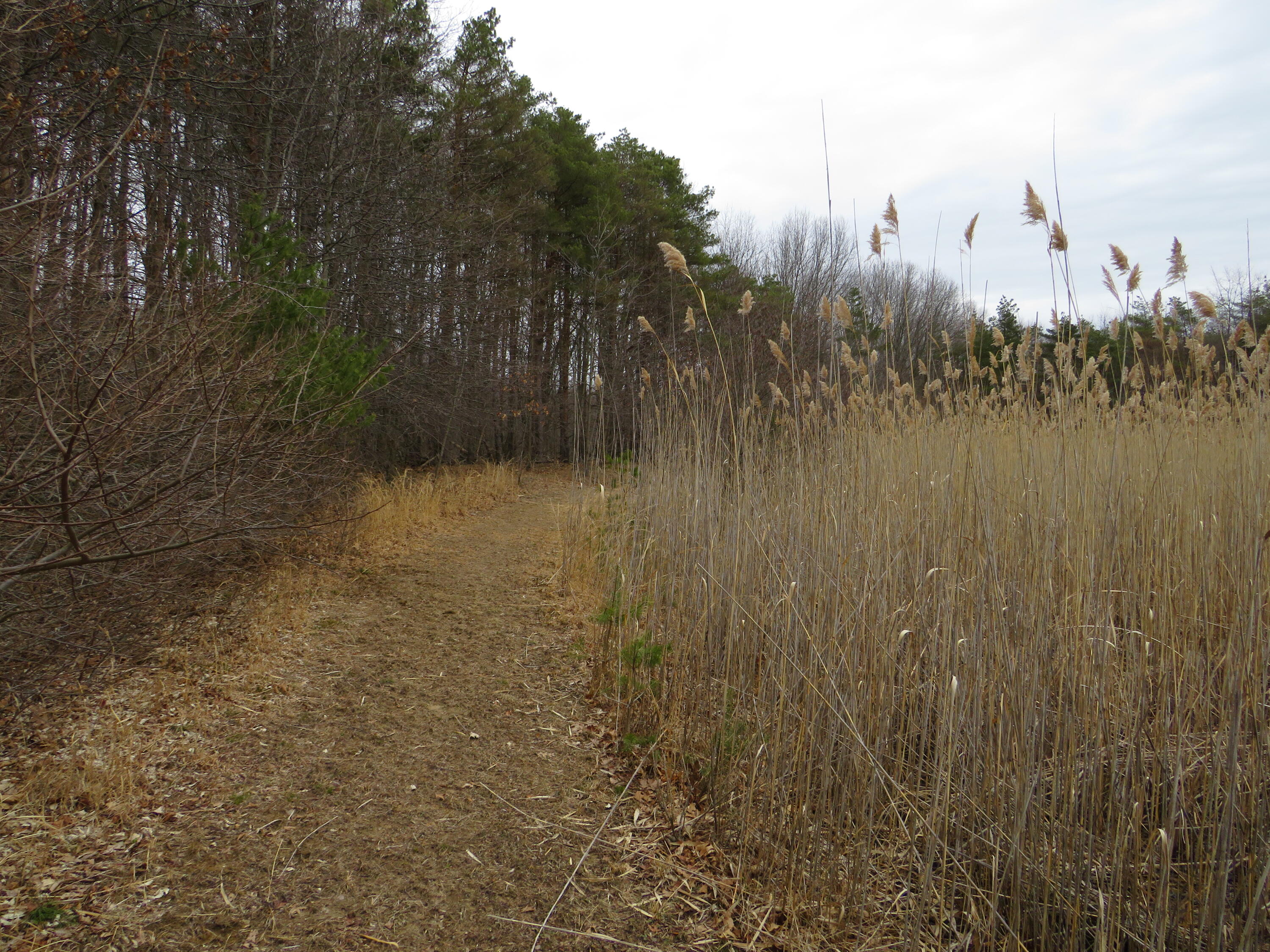 9593 Oakley Road St. Charles, MI 48655 - Photo 58 of 84 IMG_3541