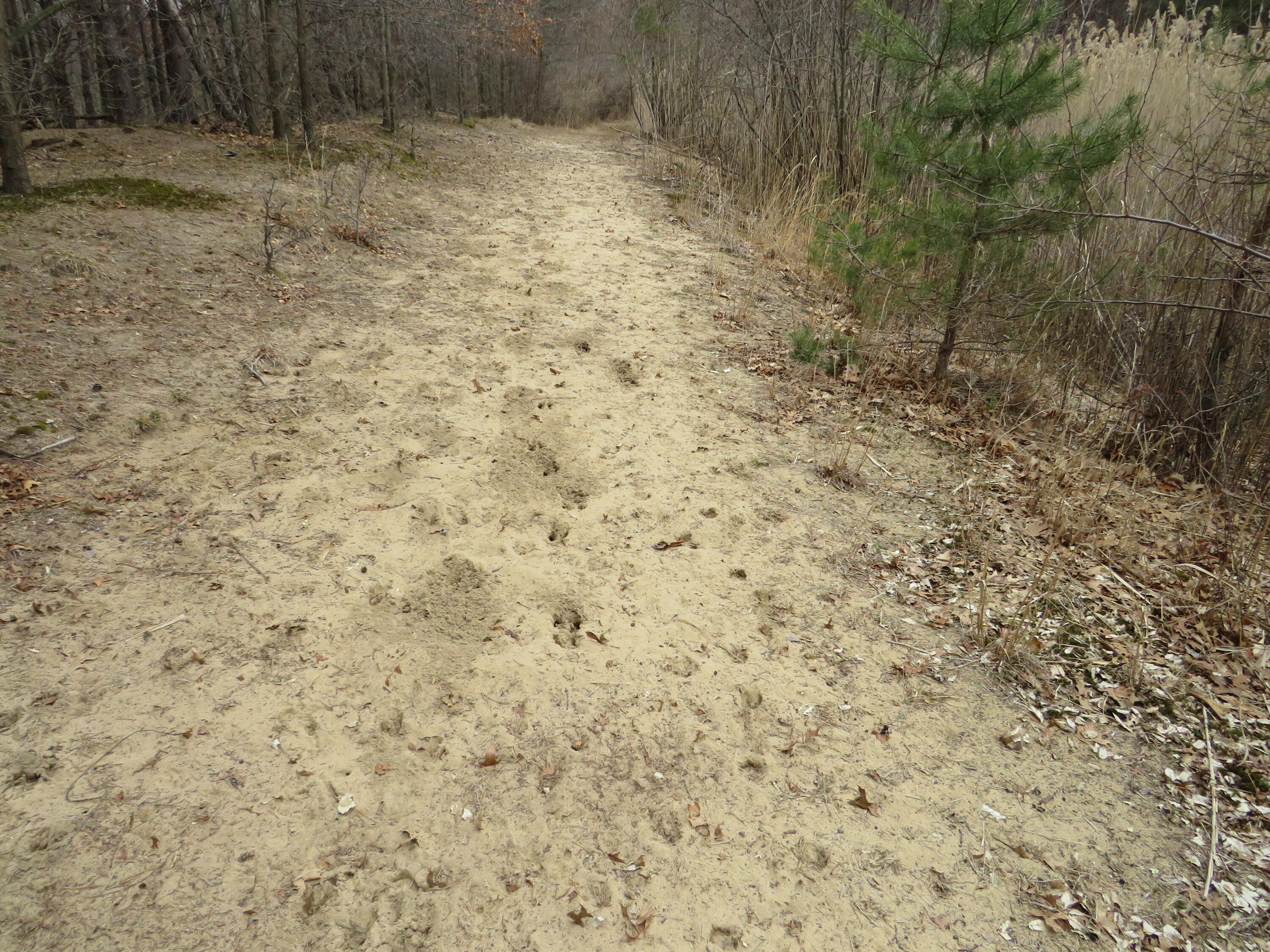 9593 Oakley Road St. Charles, MI 48655 - Photo 59 of 84 IMG_3544