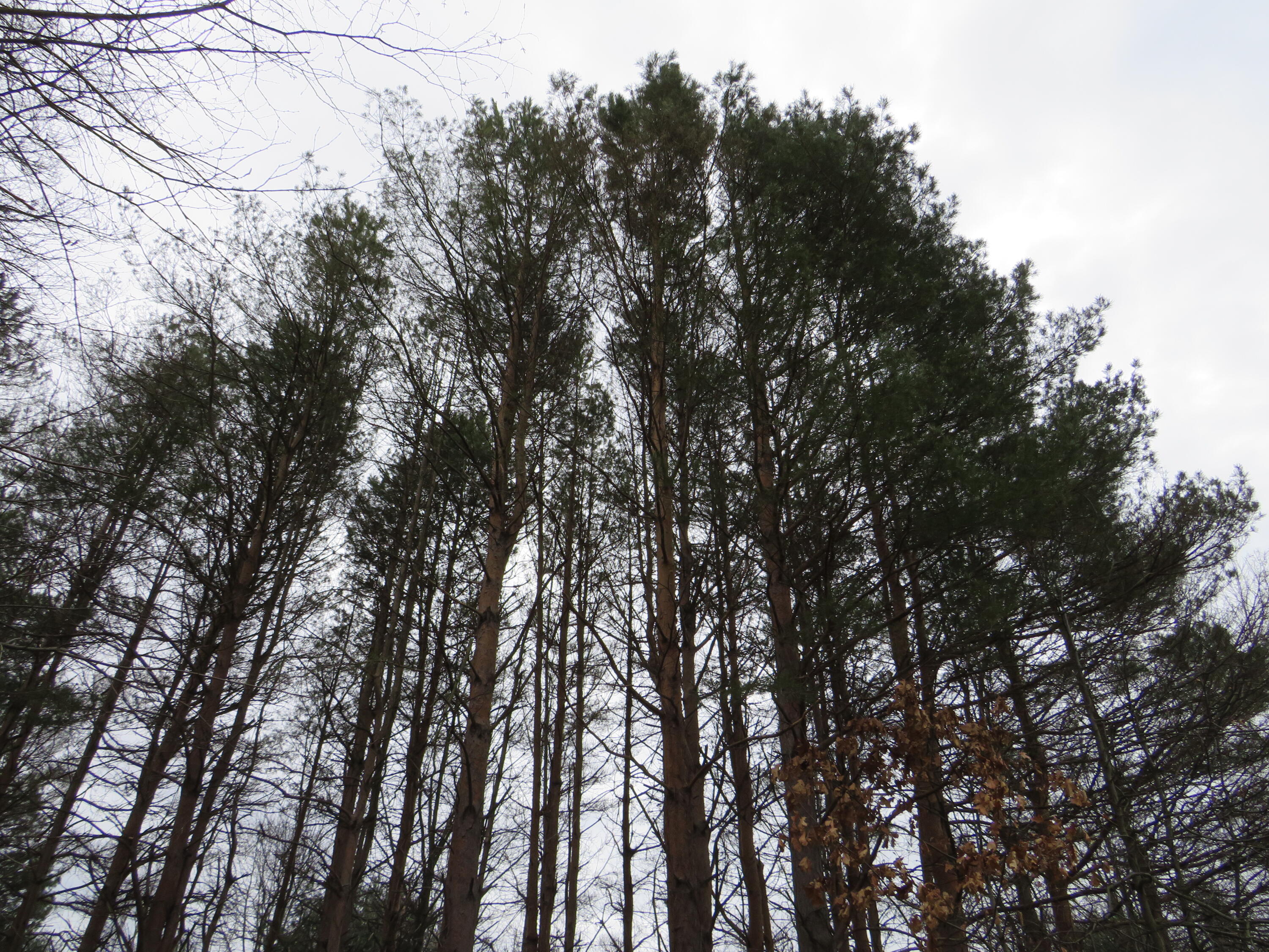 9593 Oakley Road St. Charles, MI 48655 - Photo 61 of 84 IMG_3550