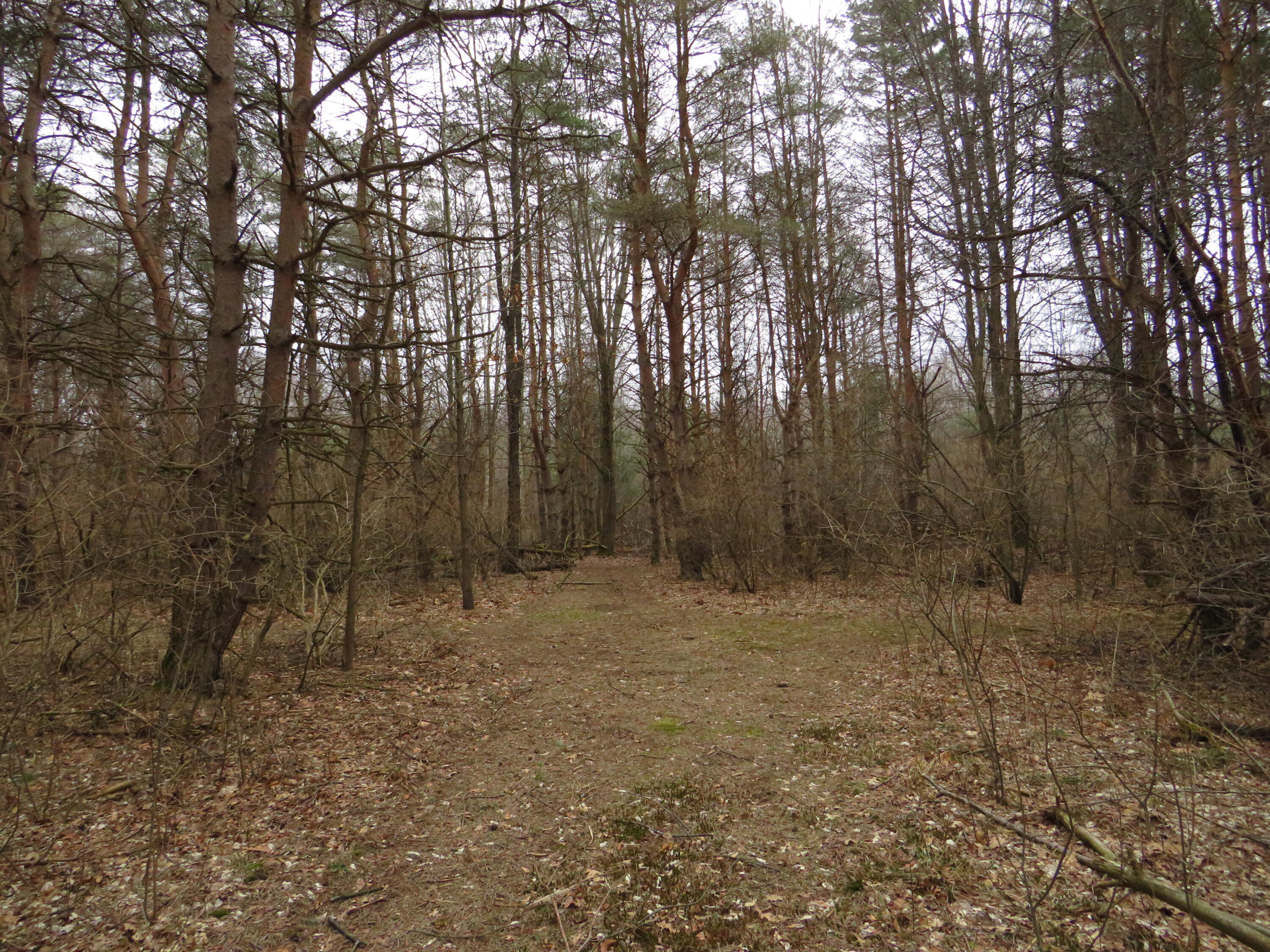 9593 Oakley Road St. Charles, MI 48655 - Photo 62 of 84 IMG_3554