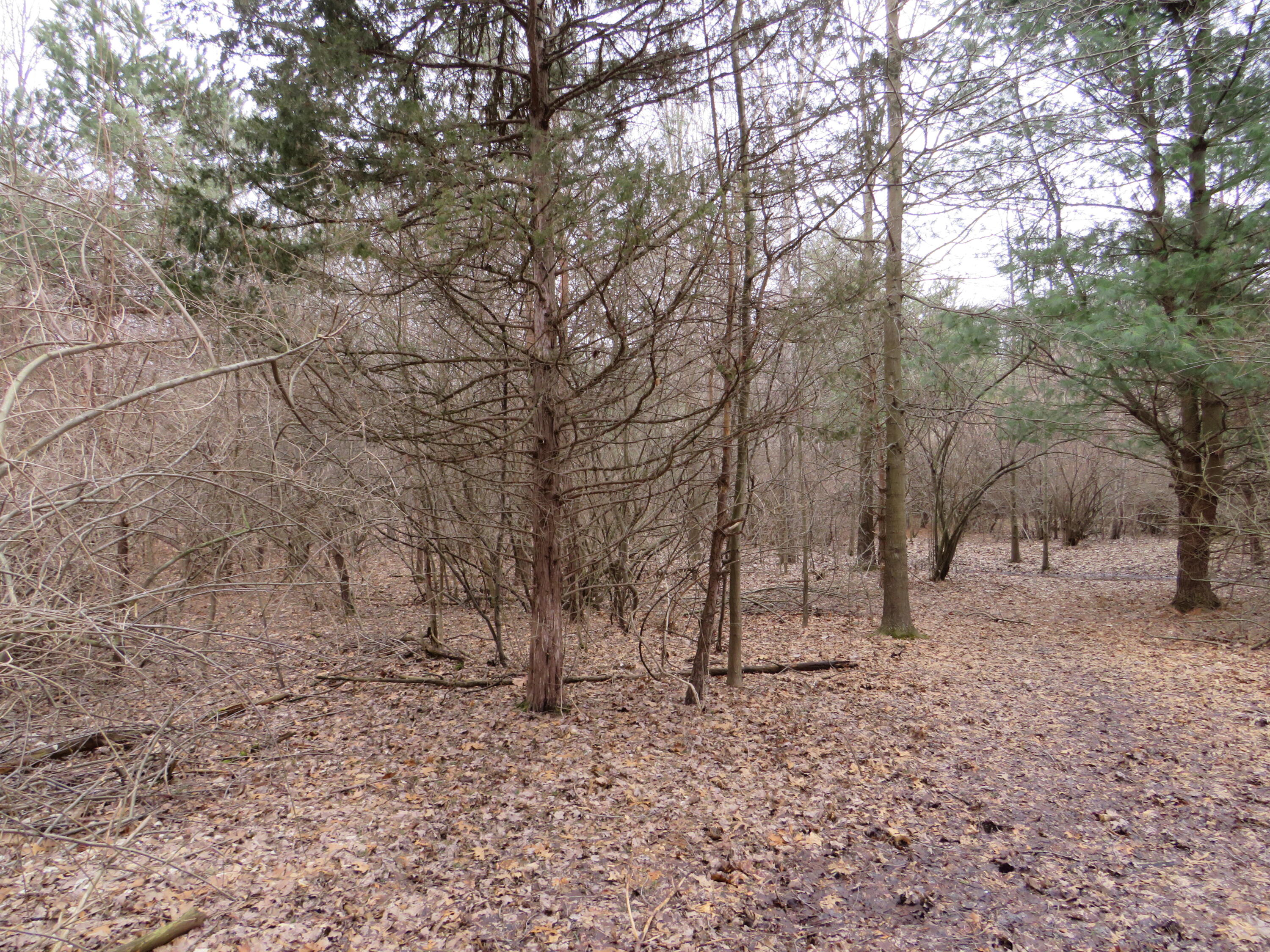 9593 Oakley Road St. Charles, MI 48655 - Photo 63 of 84 IMG_3558