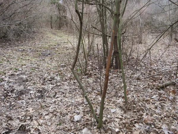 $849,000 | 9593 Oakley Road, St. Charles, MI 48655