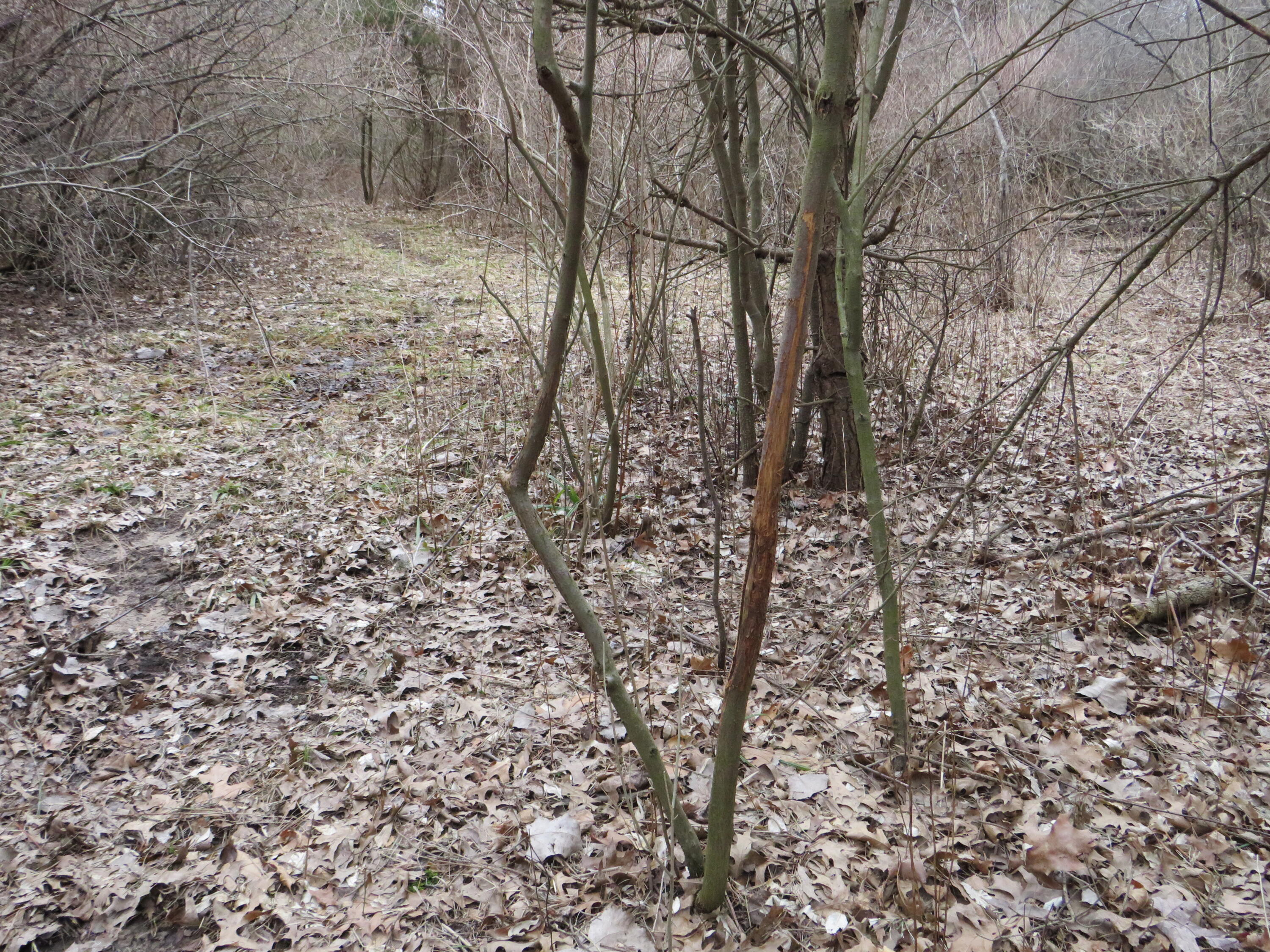 9593 Oakley Road St. Charles, MI 48655 - Photo 64 of 84 IMG_3563