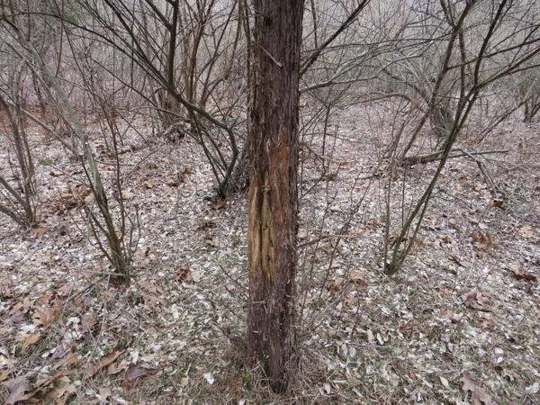 $849,000 | 9593 Oakley Road, St. Charles, MI 48655