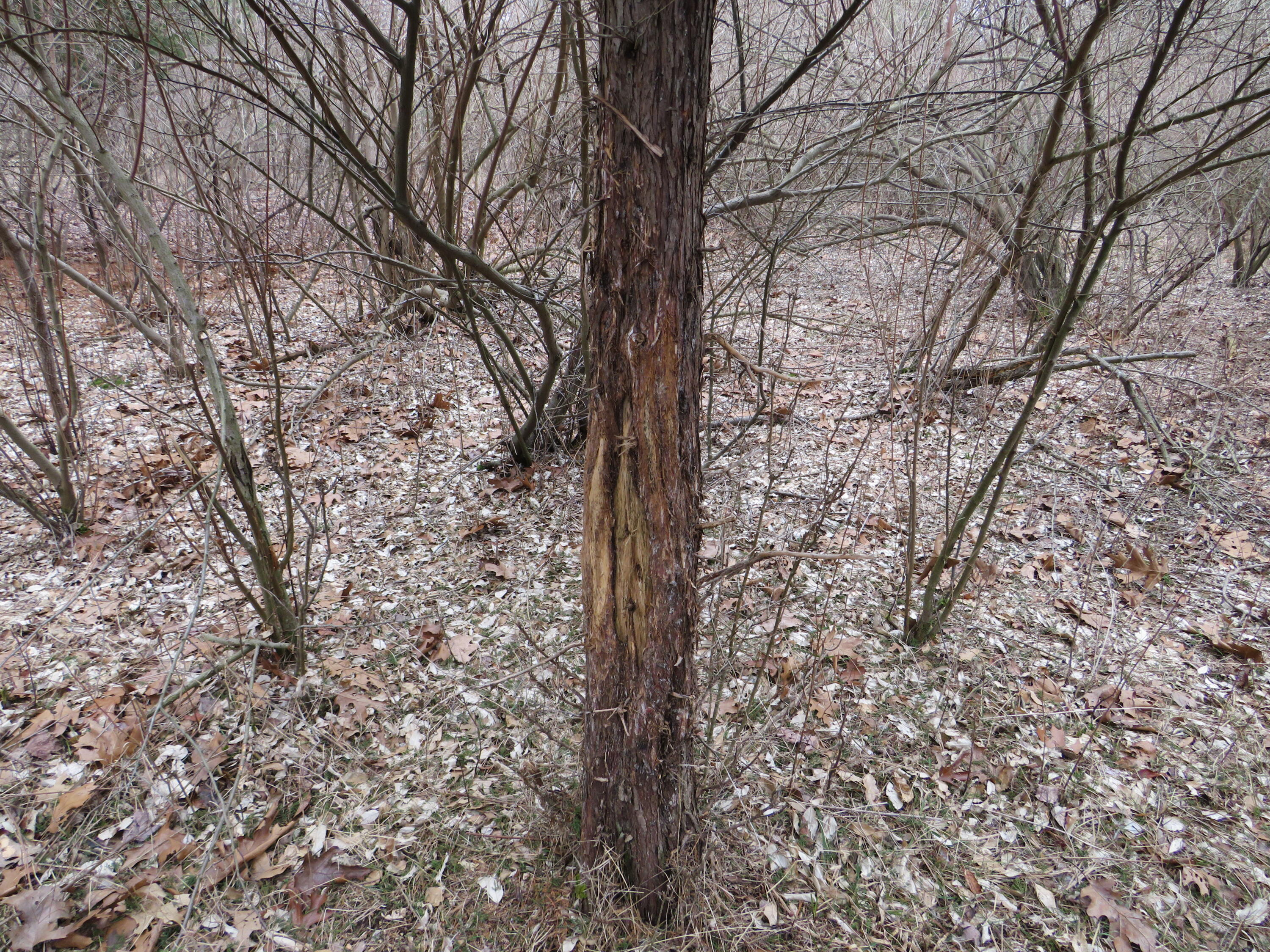 9593 Oakley Road St. Charles, MI 48655 - Photo 66 of 84 IMG_3567