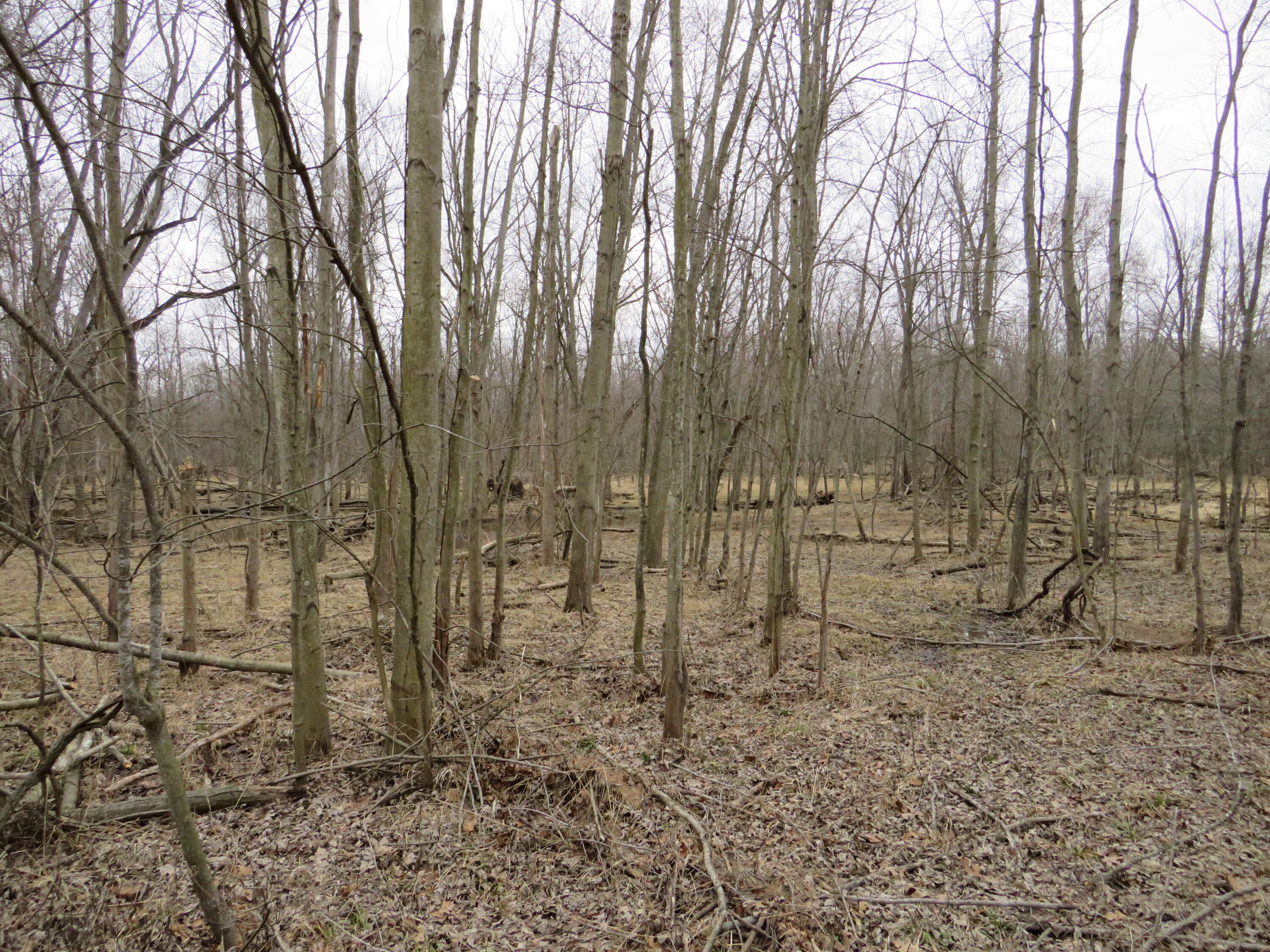 9593 Oakley Road St. Charles, MI 48655 - Photo 69 of 86 IMG_3573