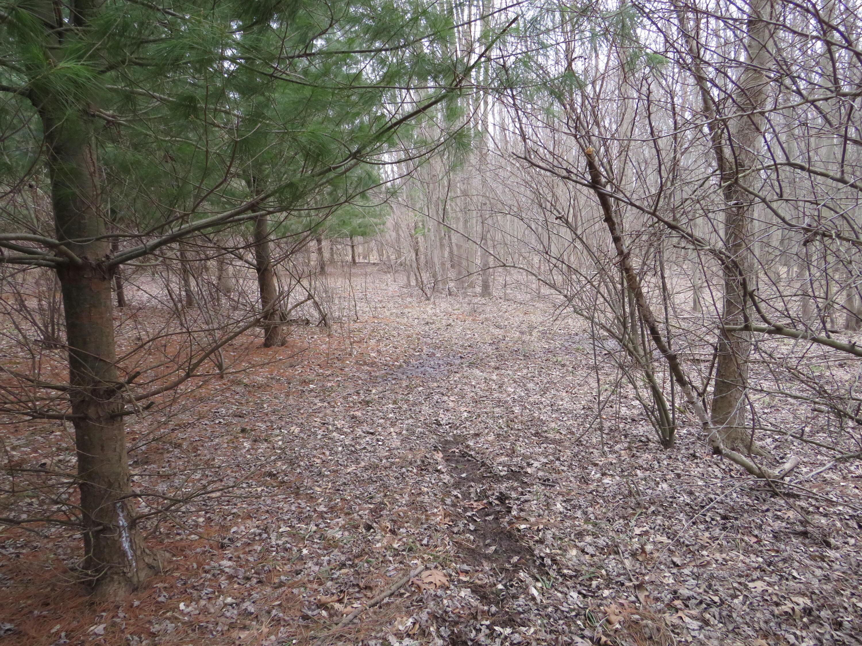 9593 Oakley Road St. Charles, MI 48655 - Photo 69 of 84 IMG_3576