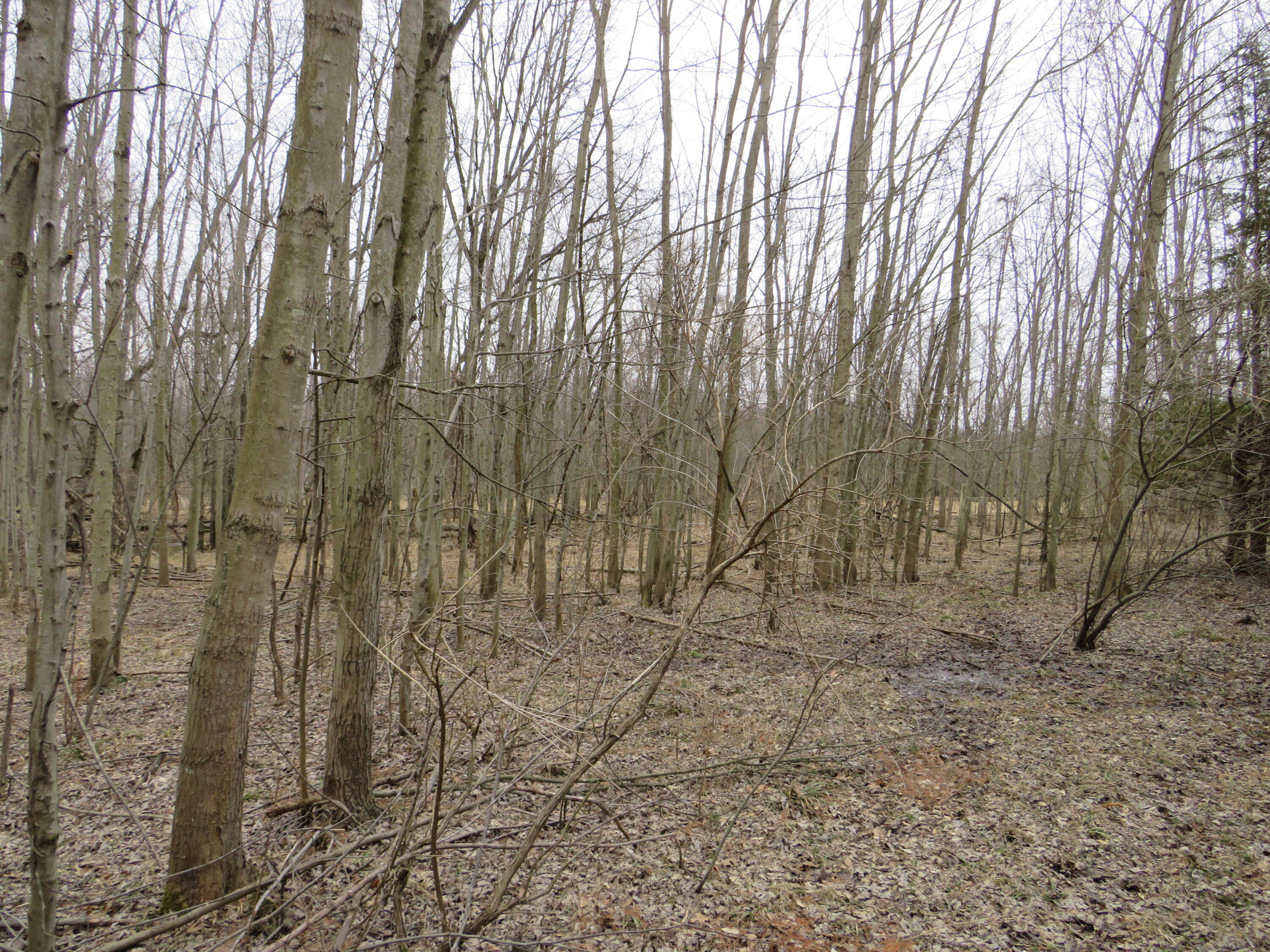 9593 Oakley Road St. Charles, MI 48655 - Photo 70 of 84 IMG_3580