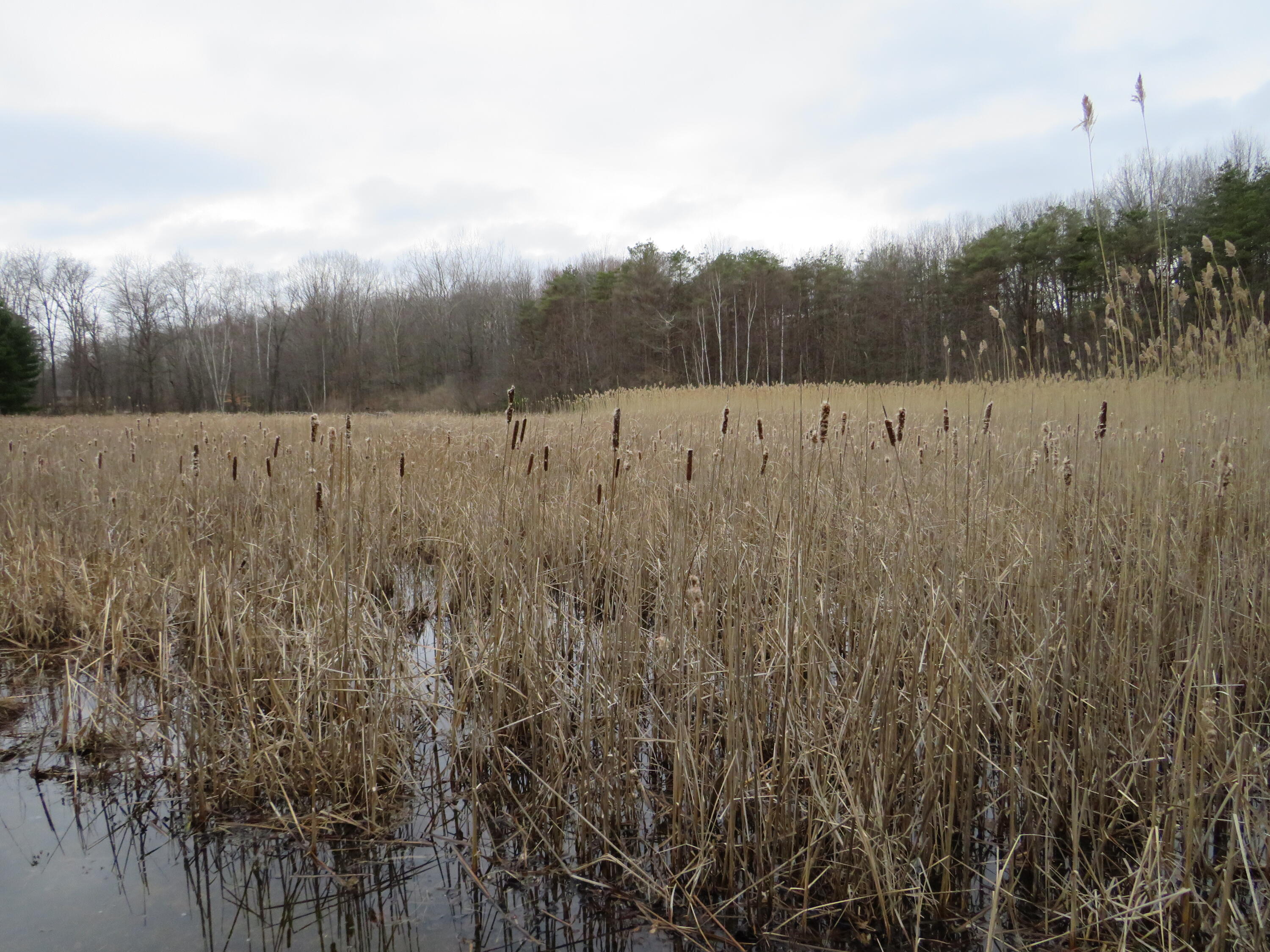 9593 Oakley Road St. Charles, MI 48655 - Photo 72 of 84 IMG_3584