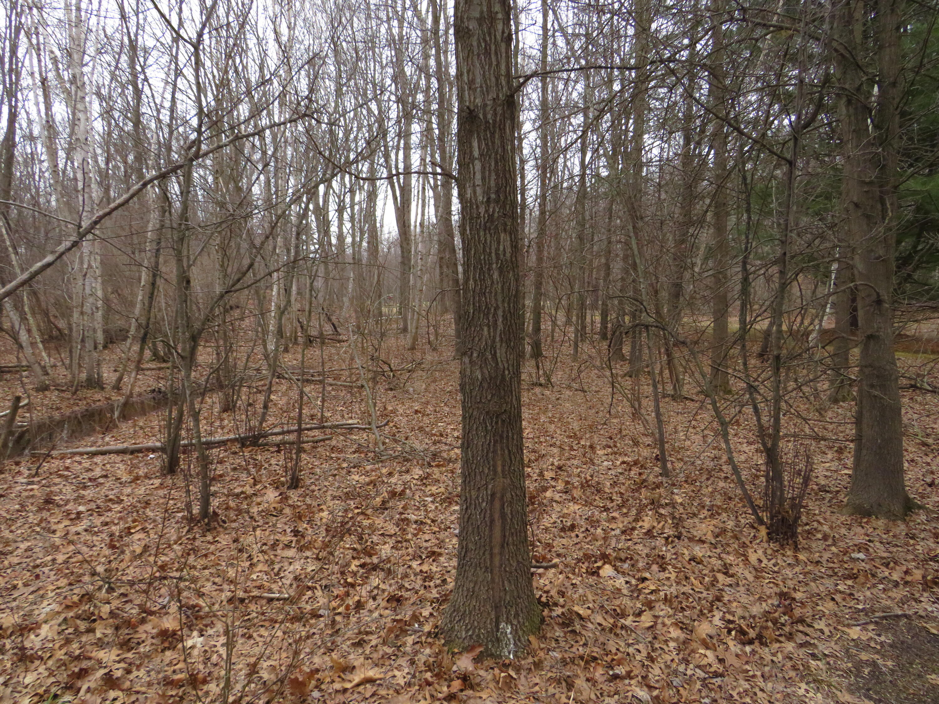 9593 Oakley Road St. Charles, MI 48655 - Photo 74 of 84 IMG_3588