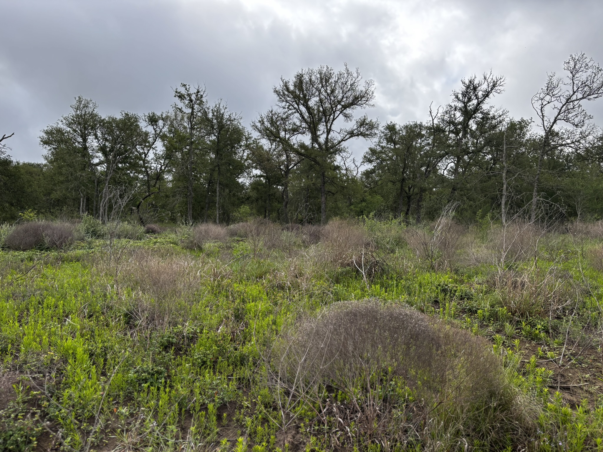 683 County Road 467 Elgin, TX 78621 - Photo 18 of 26 Expansive natural landscape featuring varied green foliage and mature trees