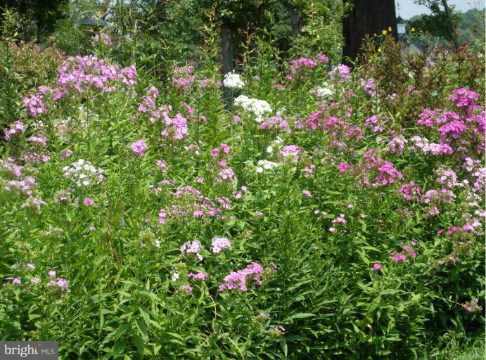 8469 Bozman Neavitt Road St. Michaels, MD 21663 - Photo 23 of 30 Perennial Gardens
