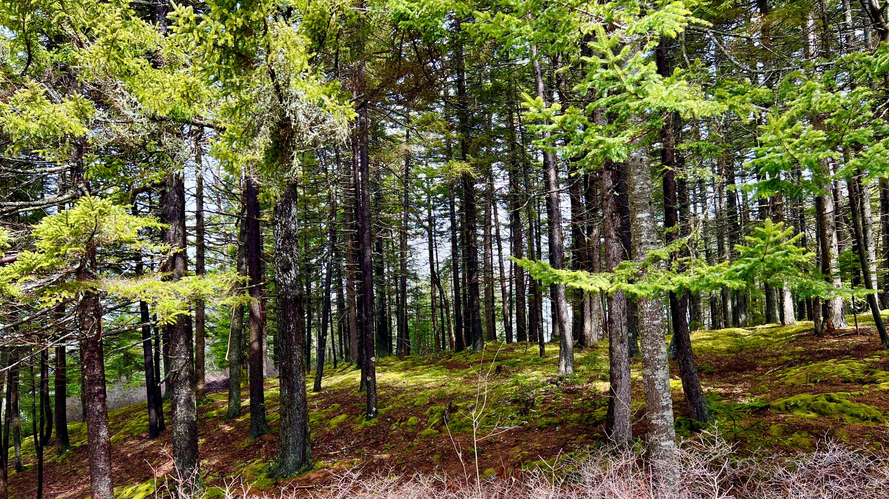 177 Richtown Road Tremont, ME 04612 - Photo 50 of 59 Land