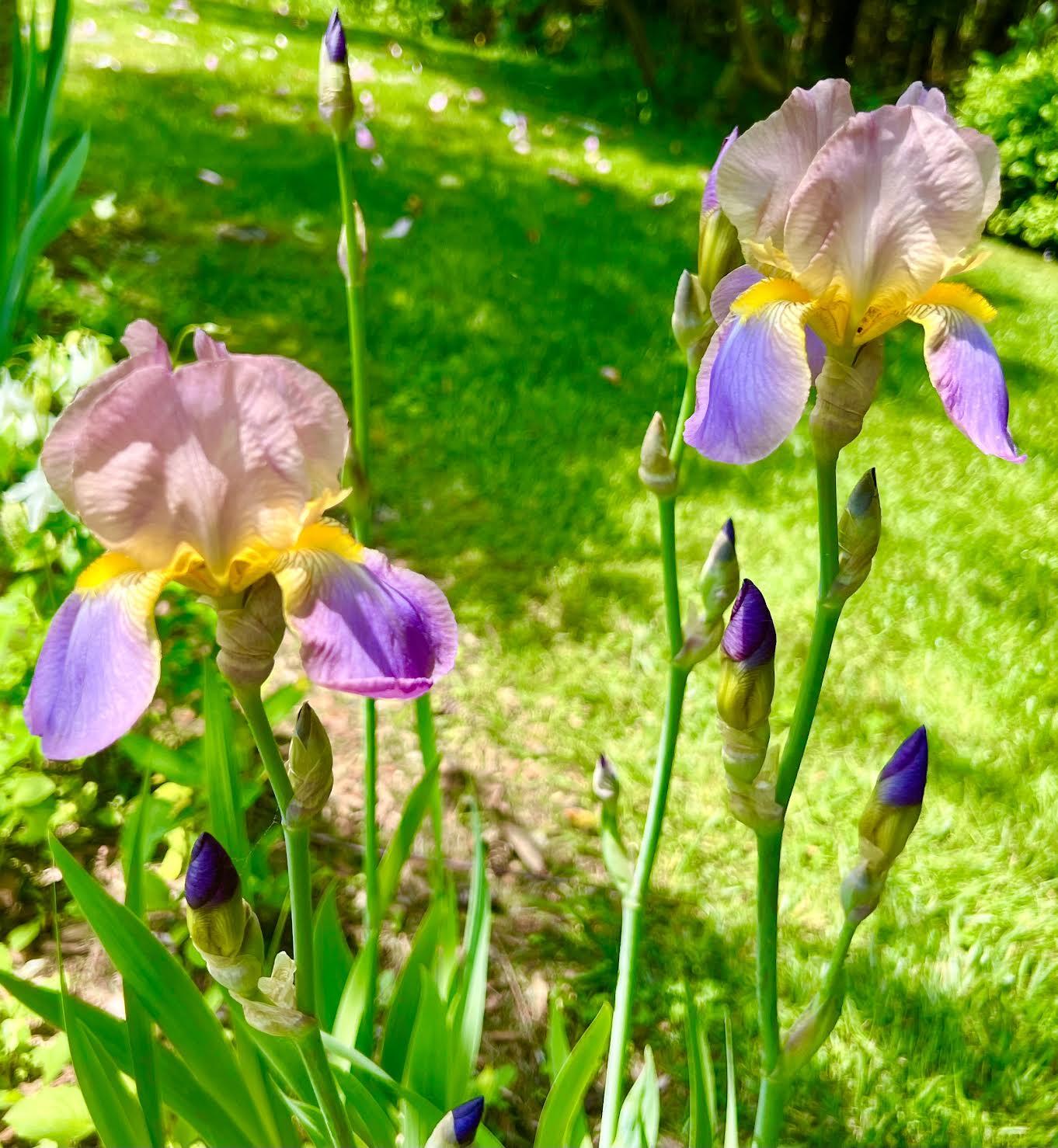 177 Richtown Road Tremont, ME 04612 - Photo 53 of 59 Gardens