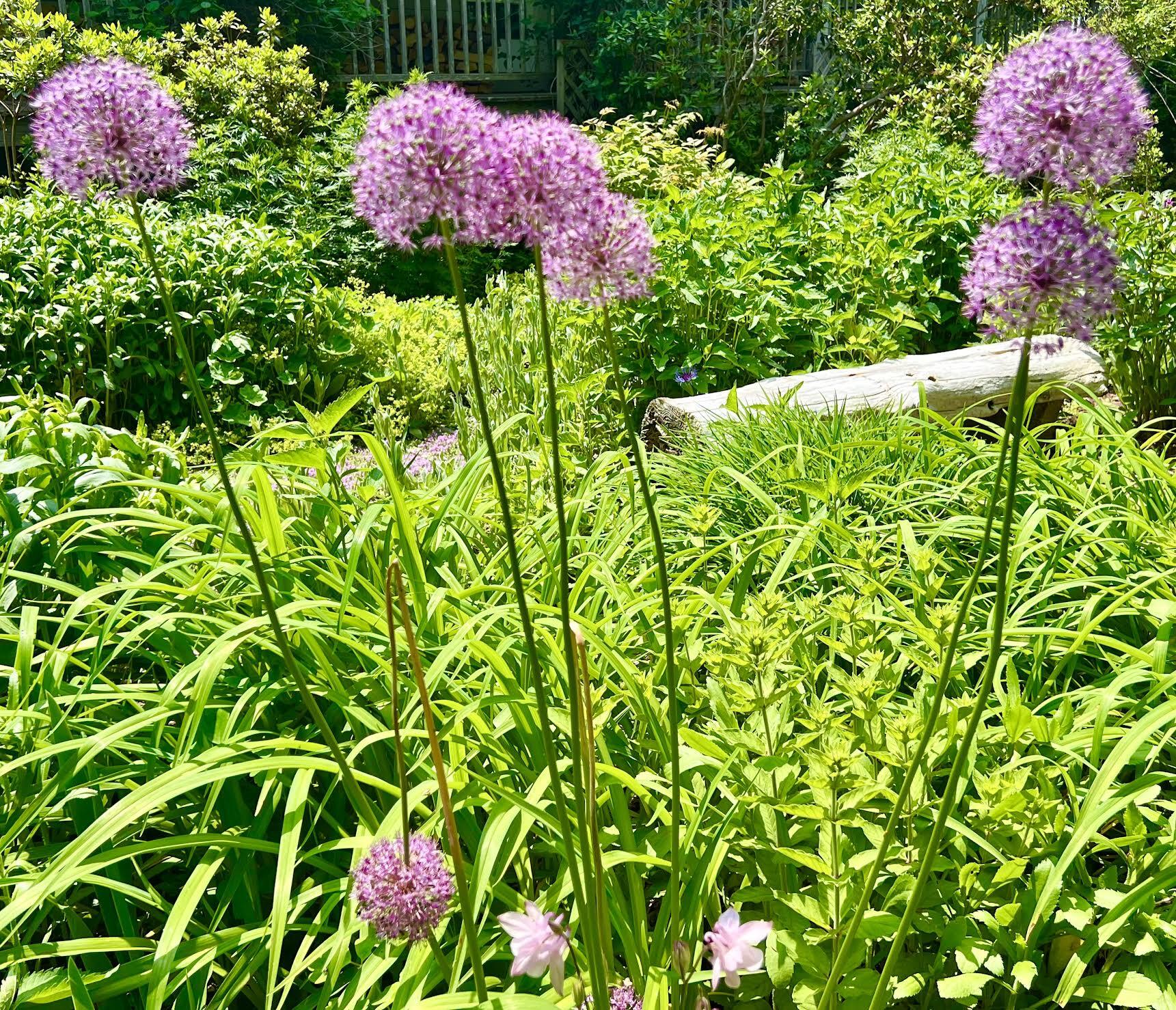 177 Richtown Road Tremont, ME 04612 - Photo 54 of 59 Gardens