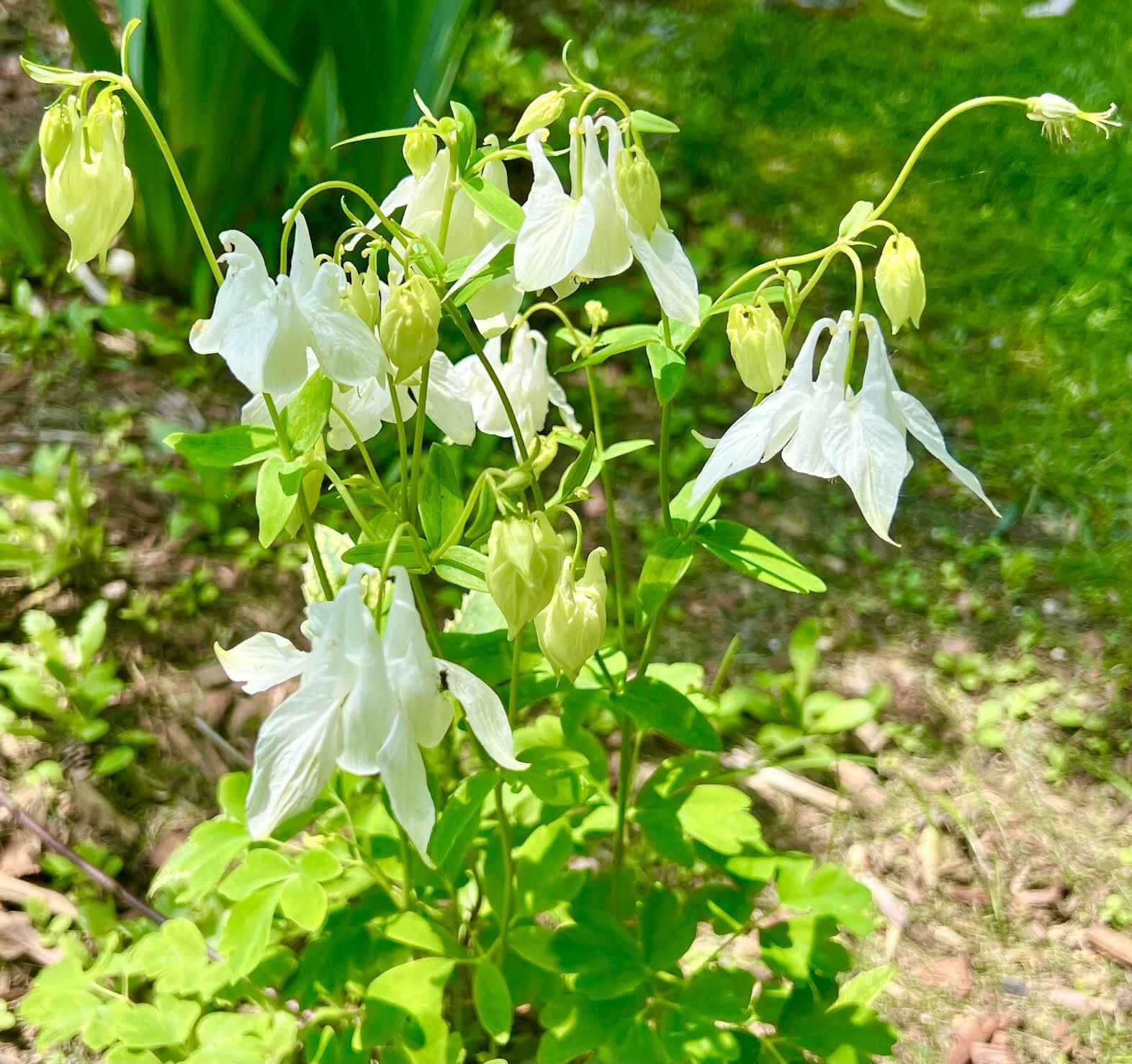 177 Richtown Road Tremont, ME 04612 - Photo 55 of 59 Gardens