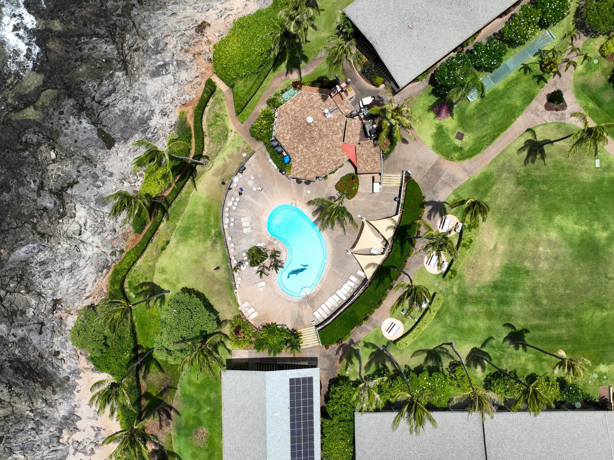 5315 Lower Honoapiilani Road, Unit D128 Lahaina, HI 96761 - Photo 20 of 24 a picture of flowers