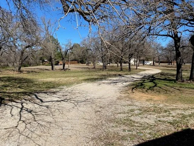 a view of a yard with a large tree