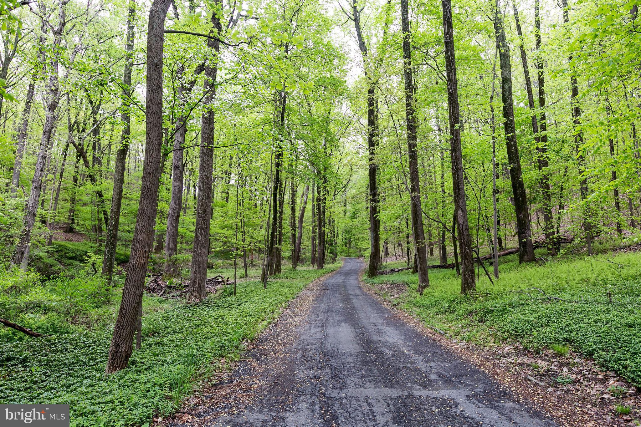 a view of a yard with lots of trees