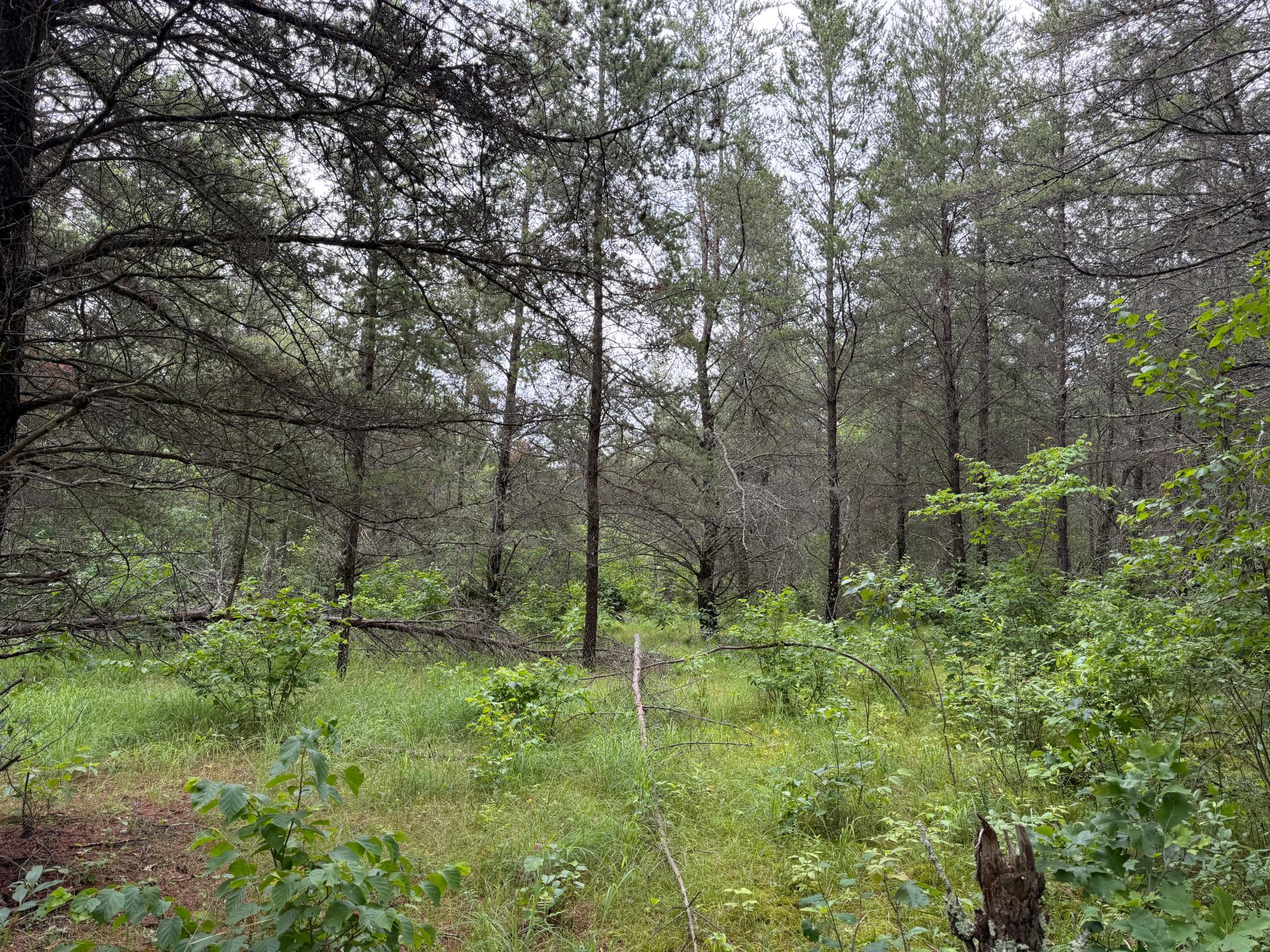 Tbd 350th Street Sebeka, MN 56477 - Photo 86 of 100