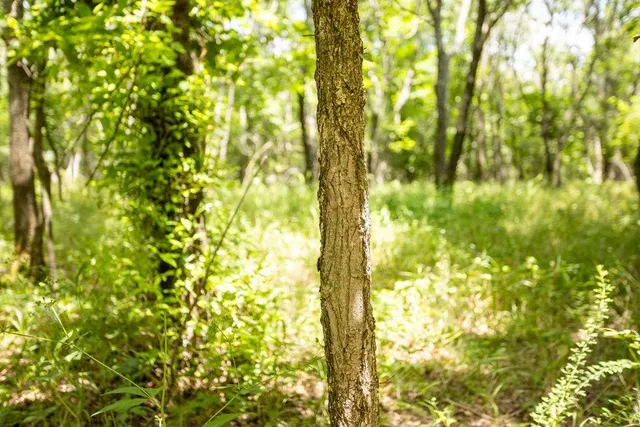 $848,000 | 0 Southwest 90th Lane, Liberal, MO 64762