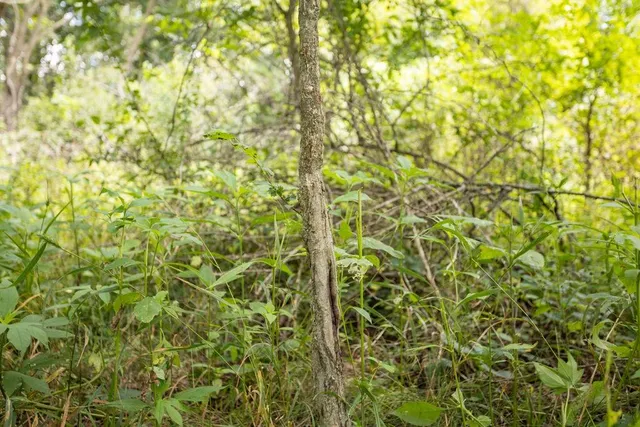 $848,000 | 0 Southwest 90th Lane, Liberal, MO 64762