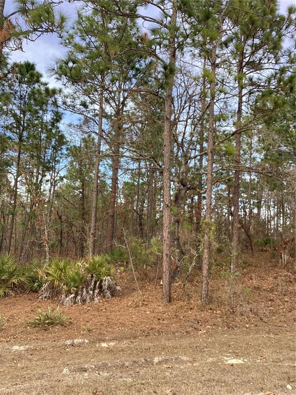 0 Chickadee Road Weeki Wachee, FL 34614 - Photo 3 of 5