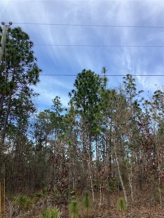 0 Chickadee Road Weeki Wachee, FL 34614 - Photo 5 of 5
