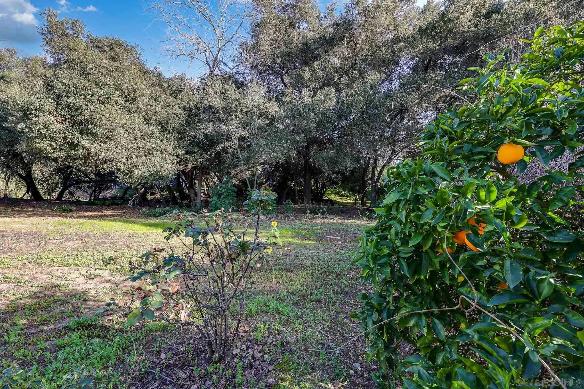 1553 Ranchwood Lane Fallbrook, CA 92028 - Photo 53 of 60 a view of a yard with a tree