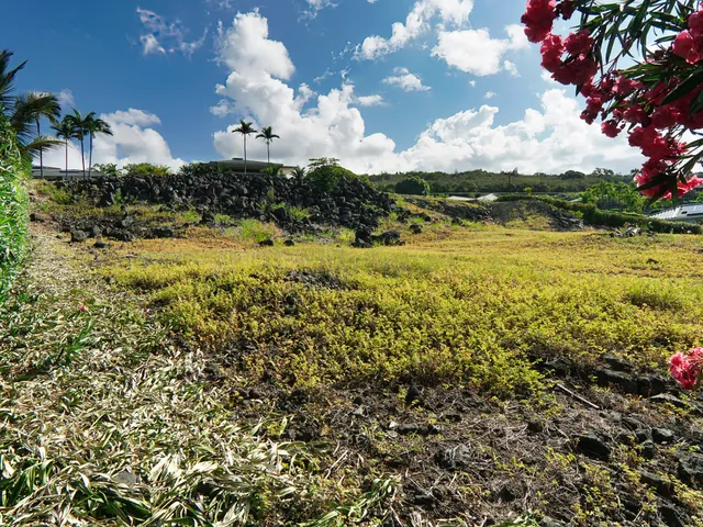 a view of a pathway with a garden