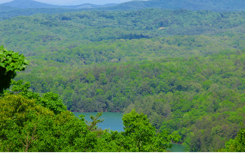 Lot 8 Lakeview Drive Blue Ridge, GA 30513 - Photo 1 of 1 a view of a lush green forest