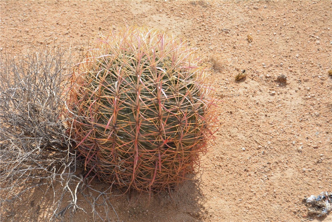 207-35-005 South Arlington Road Yucca, AZ 86438 - Photo 35 of 92