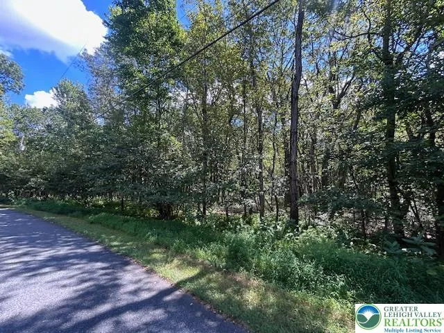 a view of a yard with plants and large trees