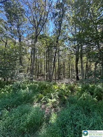 a view of forest
