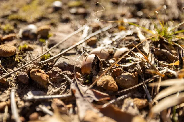 $449,685 | J Hwy Highway, Collins, MO 64738