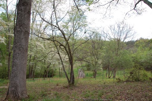 138 Hart Orchard Road Kingston, TN 37763 - Photo 20 of 26 drive thru dogwoods in bloom