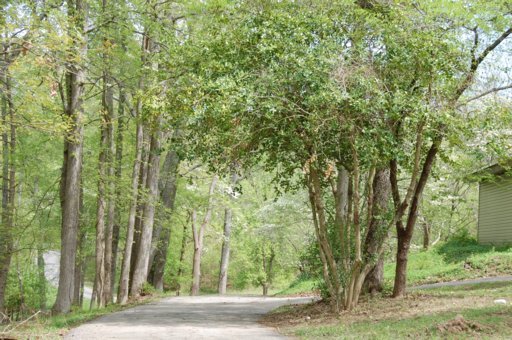 138 Hart Orchard Road Kingston, TN 37763 - Photo 21 of 26 drive thru dogwoods in bloom