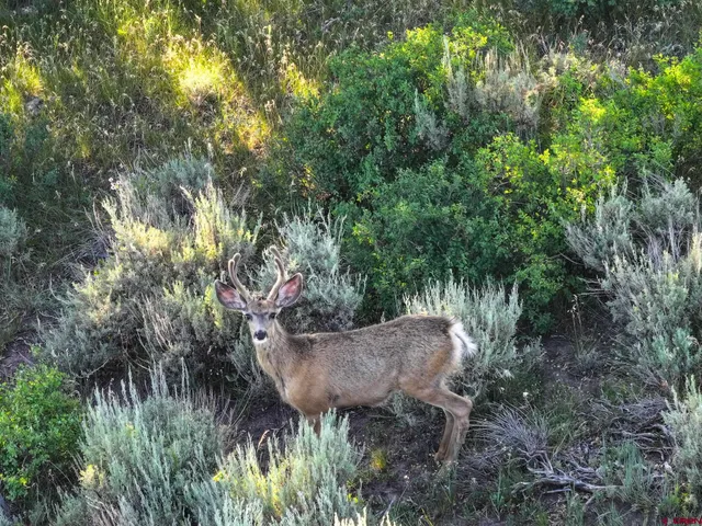 a view of outdoor space and tree