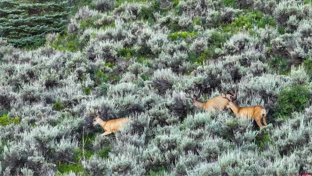 an aerial view of residential house with outdoor space and trees